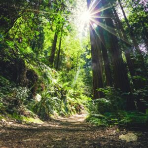 IFS Therapie Selbstqualitäten Selbstführung